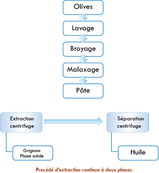 Extraction de l'huile d'olive — Wikipédia