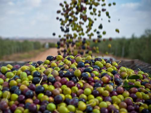 (Français) Les exportations d’huile d’olive hissent la Tunisie au 1er rang mondial